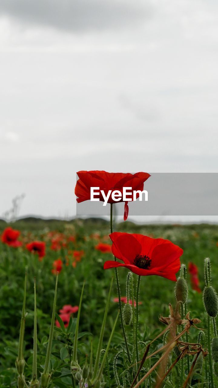 Close-up of red poppy on field against sky