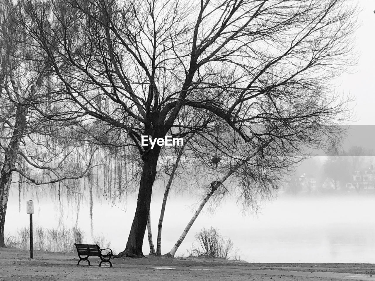 Bare tree on bench in park during winter