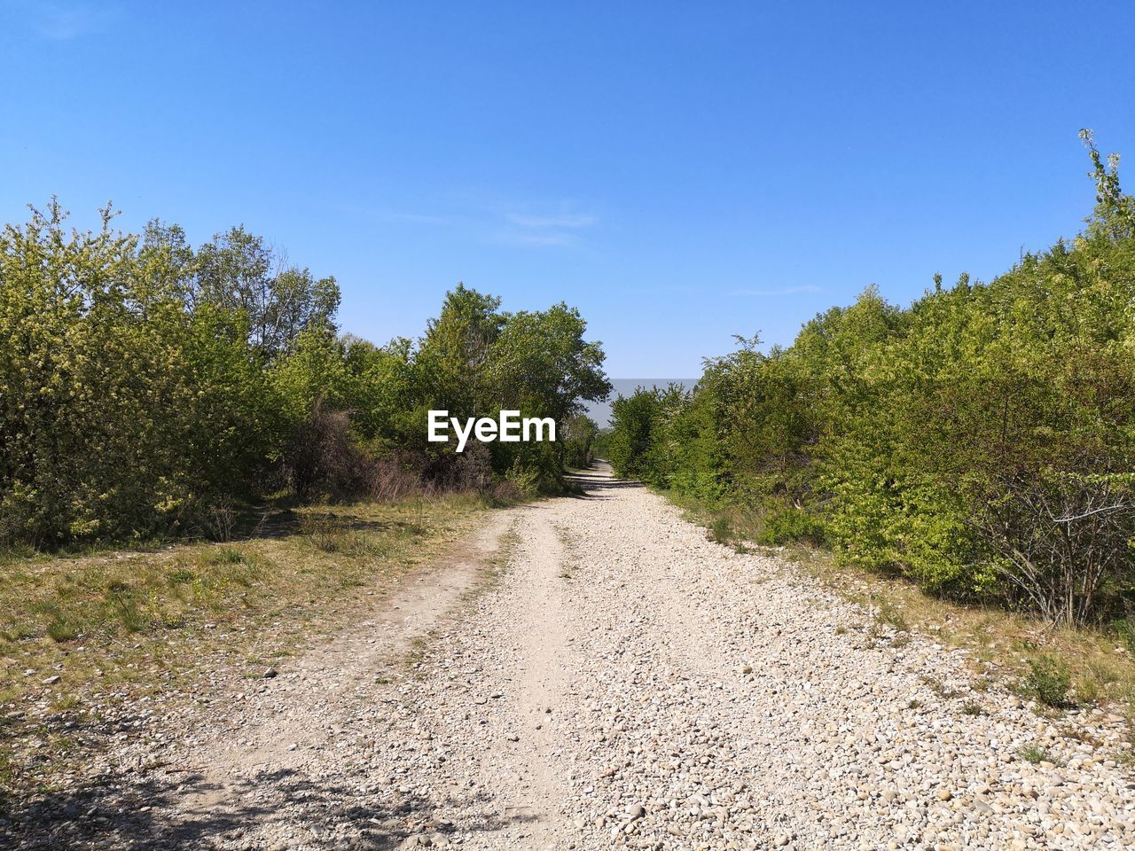 Dirt road amidst trees against sky