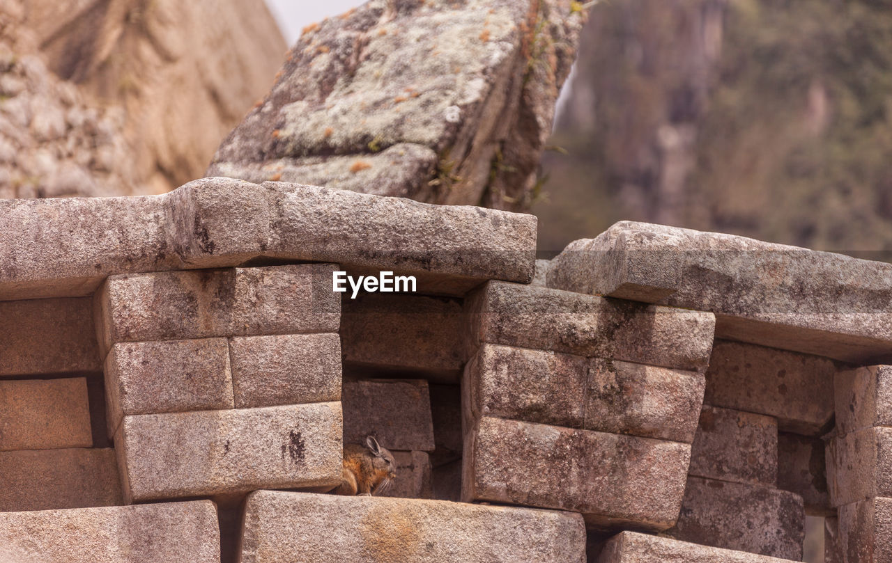 Rabbit in between stone wall at machu picchu