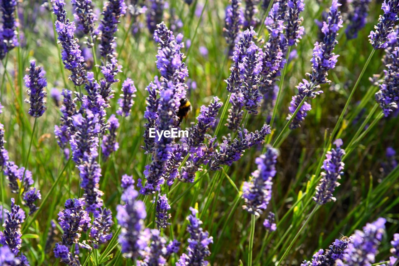 CLOSE-UP OF PURPLE LAVENDER FLOWERS BLOOMING ON FIELD