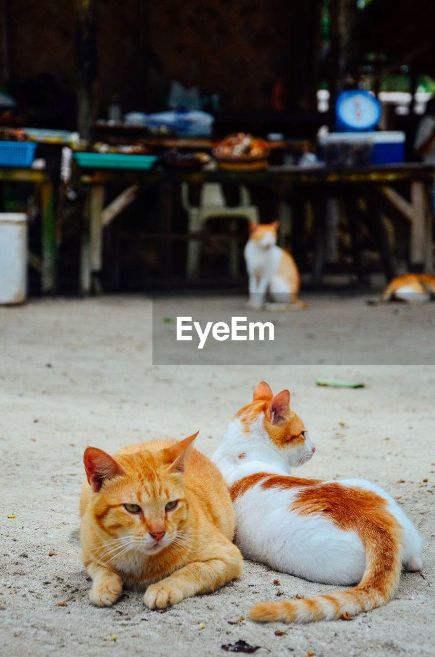 Cats resting on dirt road