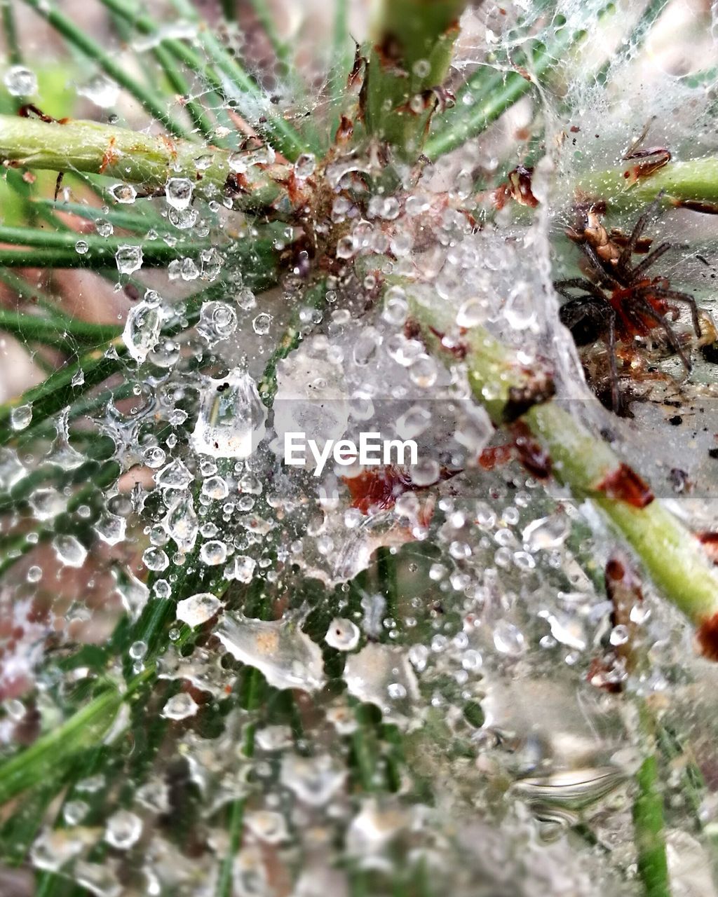 Close-up of snow on tree