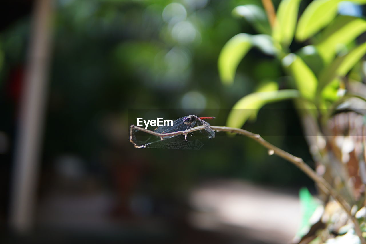 CLOSE-UP OF BUTTERFLY