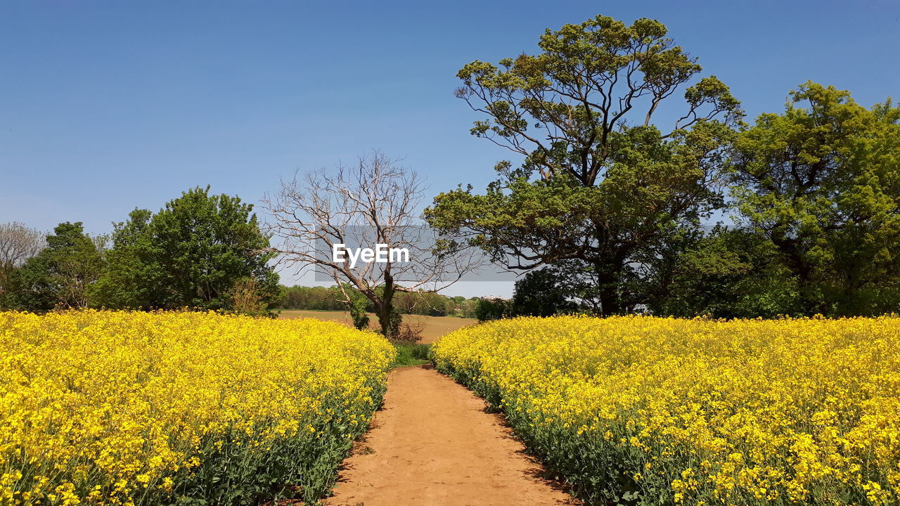 Scenic view of yellow flowering plants on field against clear sky