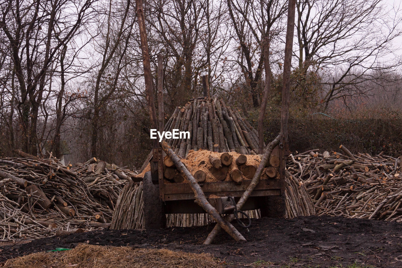 Firewood on cart against bare trees at forest