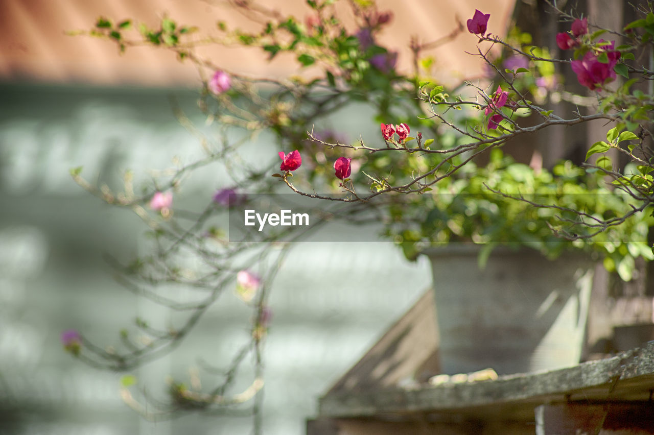 CLOSE-UP OF RED FLOWERING PLANT