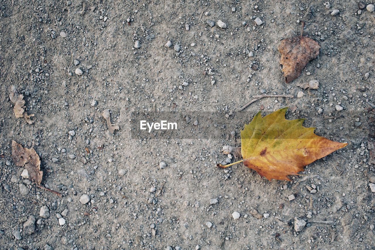 HIGH ANGLE VIEW OF AUTUMN LEAVES ON ROAD