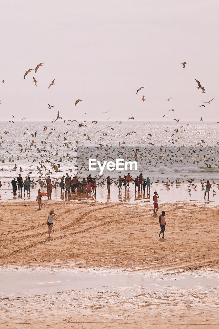 Birds flying at beach against sky