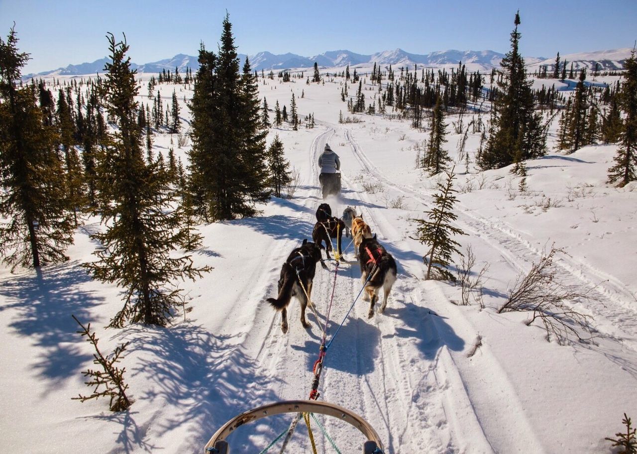 Rear view of dogs pulling a sled through snow