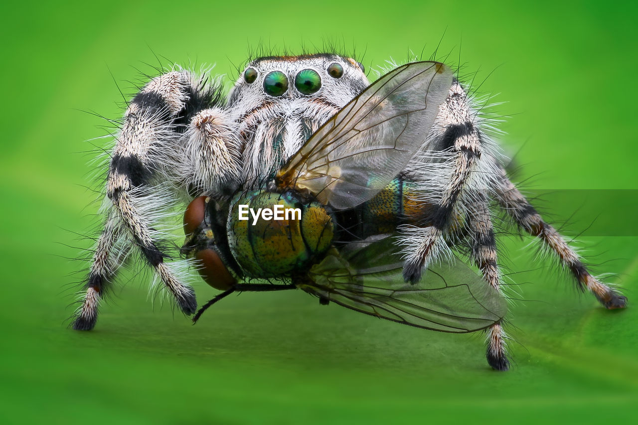 Close-up of spider and fly on leaf