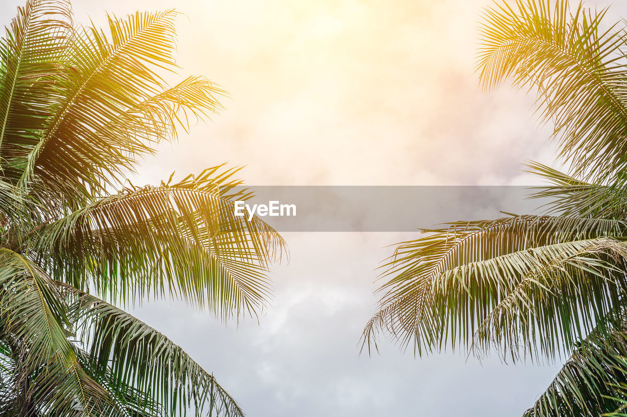 LOW ANGLE VIEW OF COCONUT PALM TREES AGAINST SKY