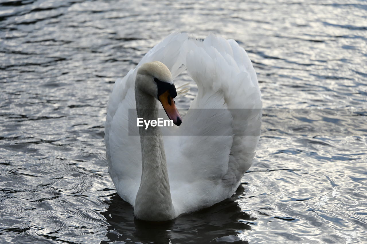animal themes, animal, wildlife, animal wildlife, bird, swan, one animal, water, beak, ducks, geese and swans, lake, nature, wing, white, water bird, mute swan, no people, animal body part, day, swimming, outdoors, zoology, rippled, focus on foreground, beauty in nature, close-up
