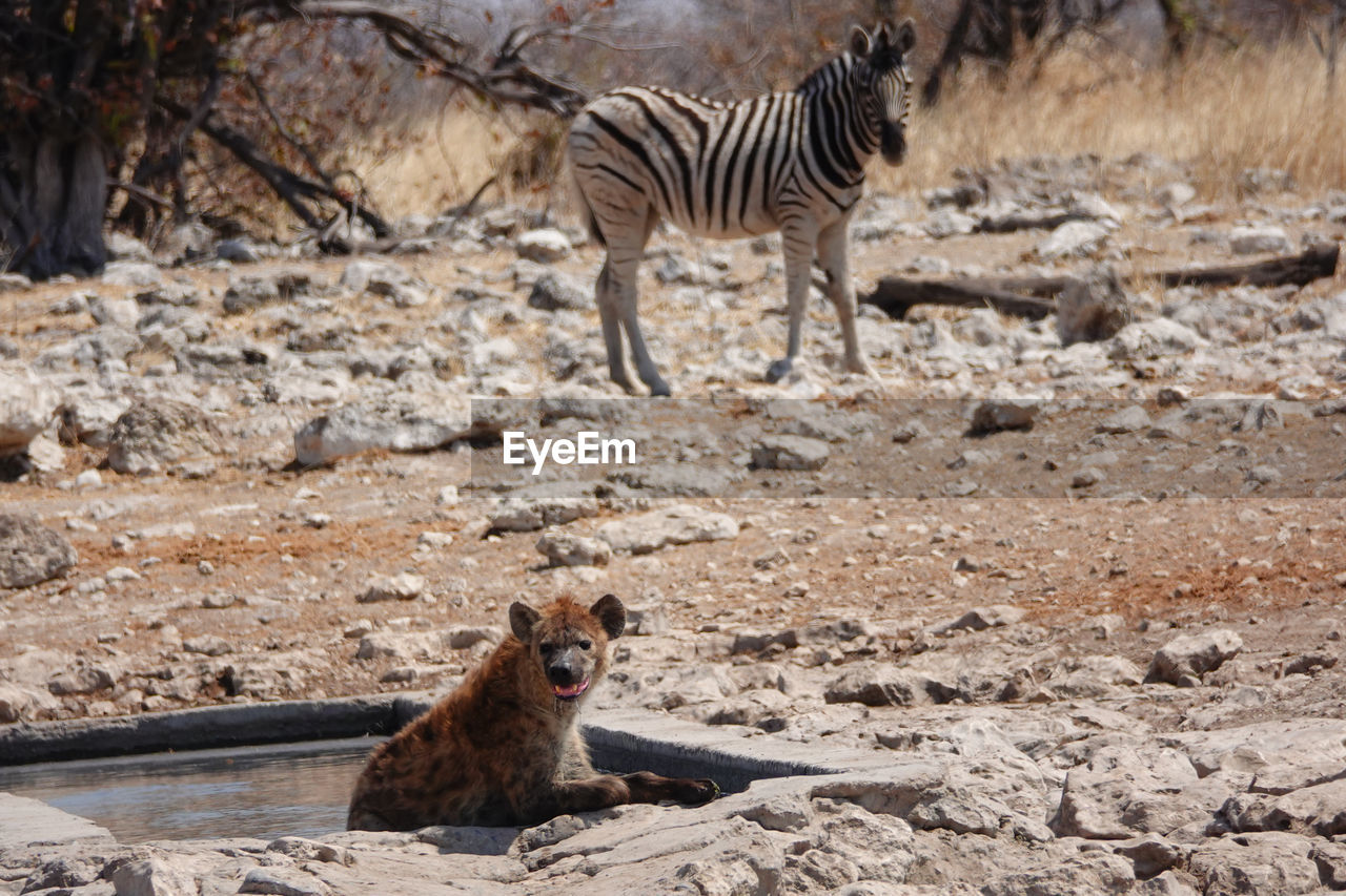 Wild animal, predators, water hole, national park, etosha national park, safari, namibia