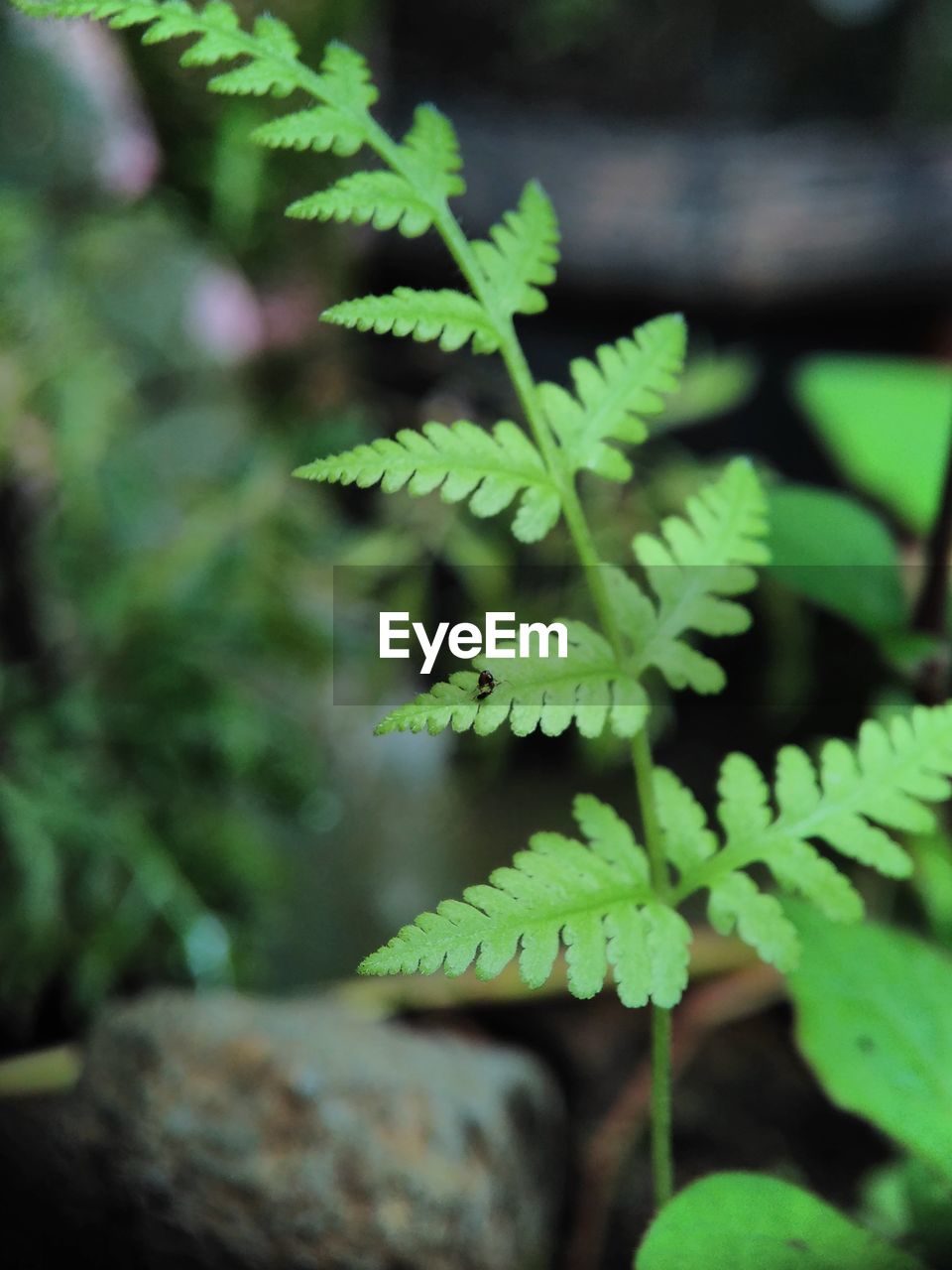 CLOSE-UP OF FERN LEAVES ON PLANT