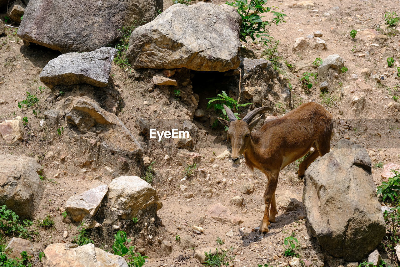 HIGH ANGLE VIEW OF DEER IN ROCK
