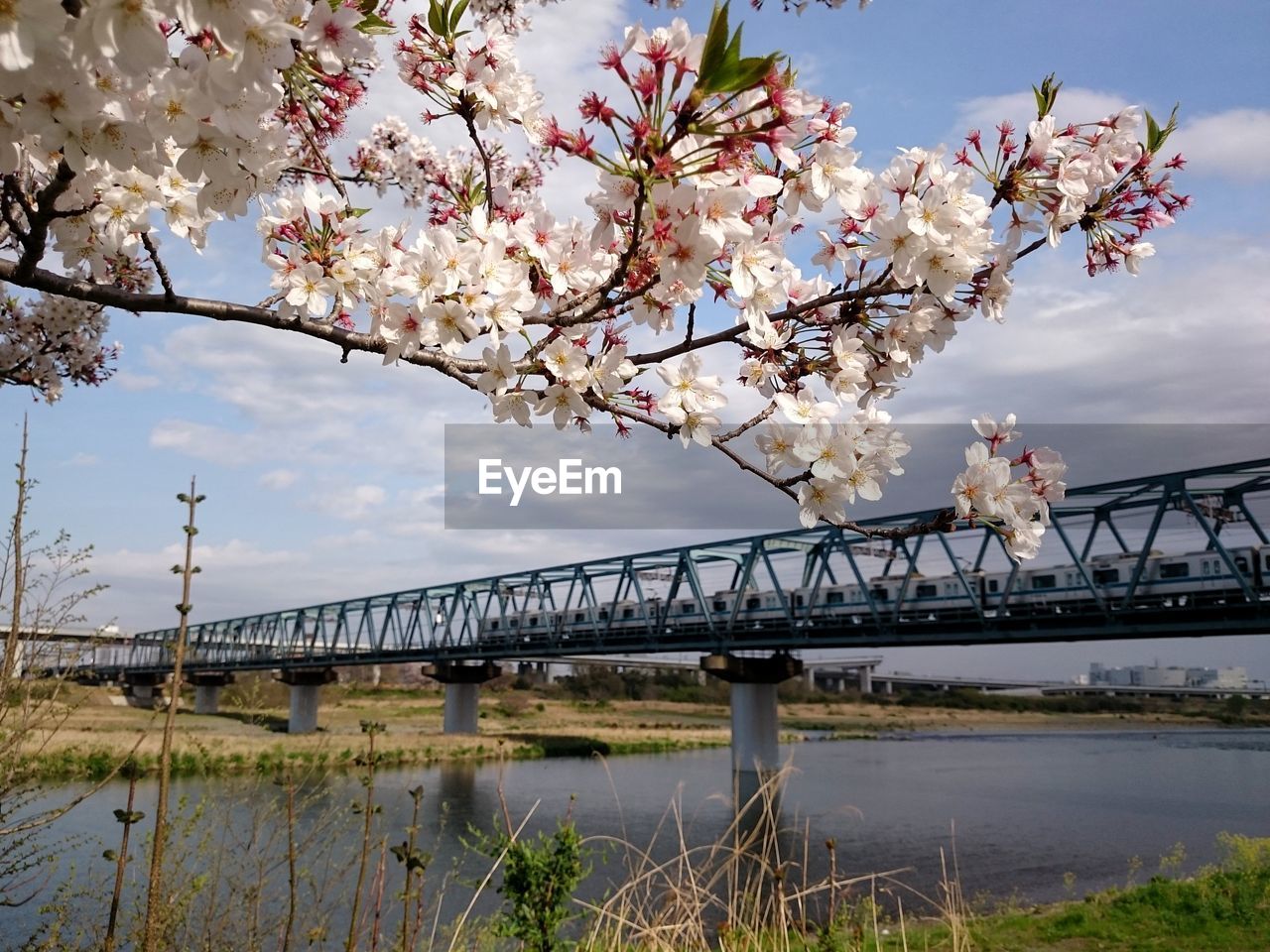 LOW ANGLE VIEW OF FLOWERING TREE BY RIVER