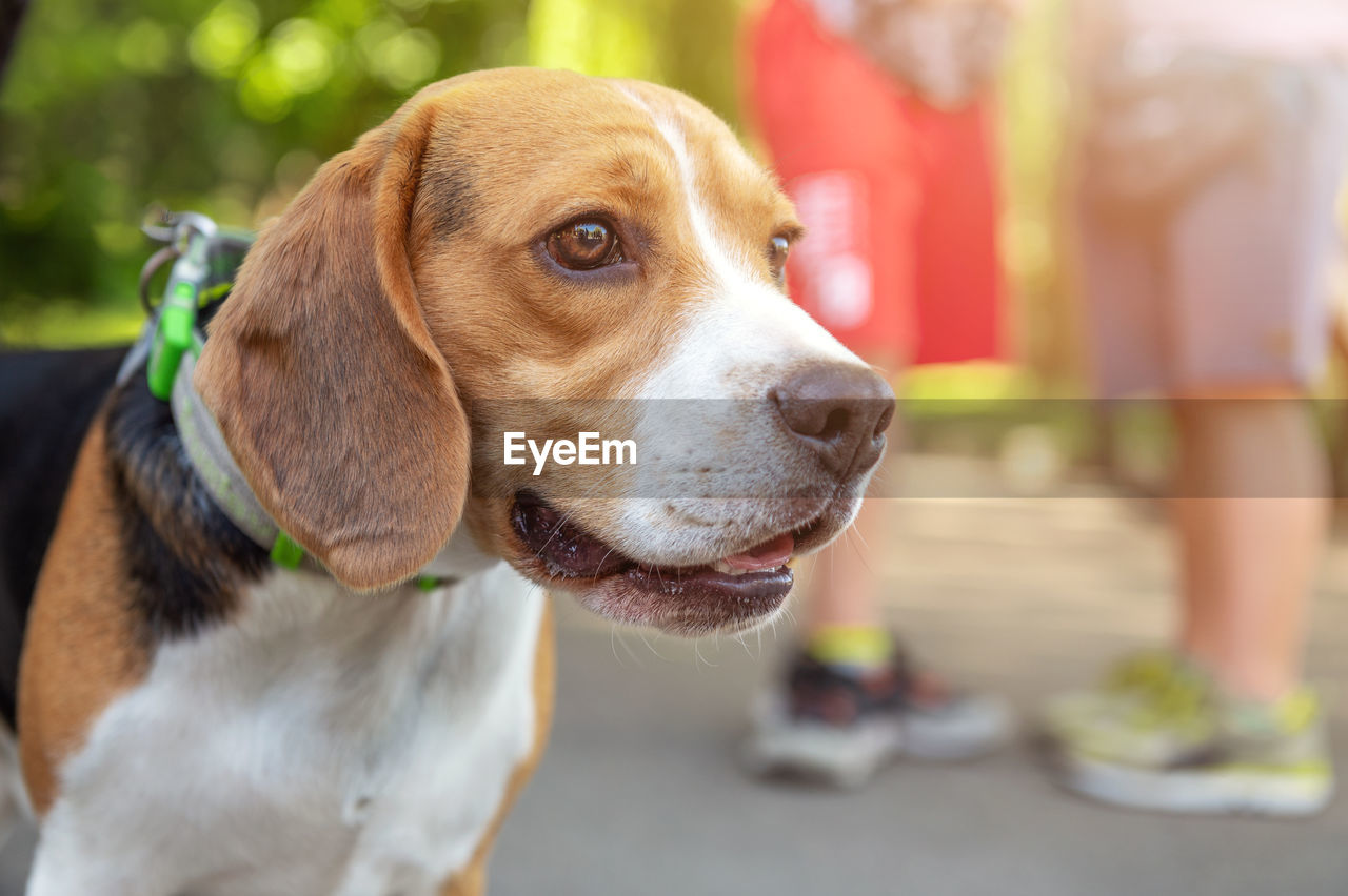 Beagle dog in the park. tired beagle dog outdoor.