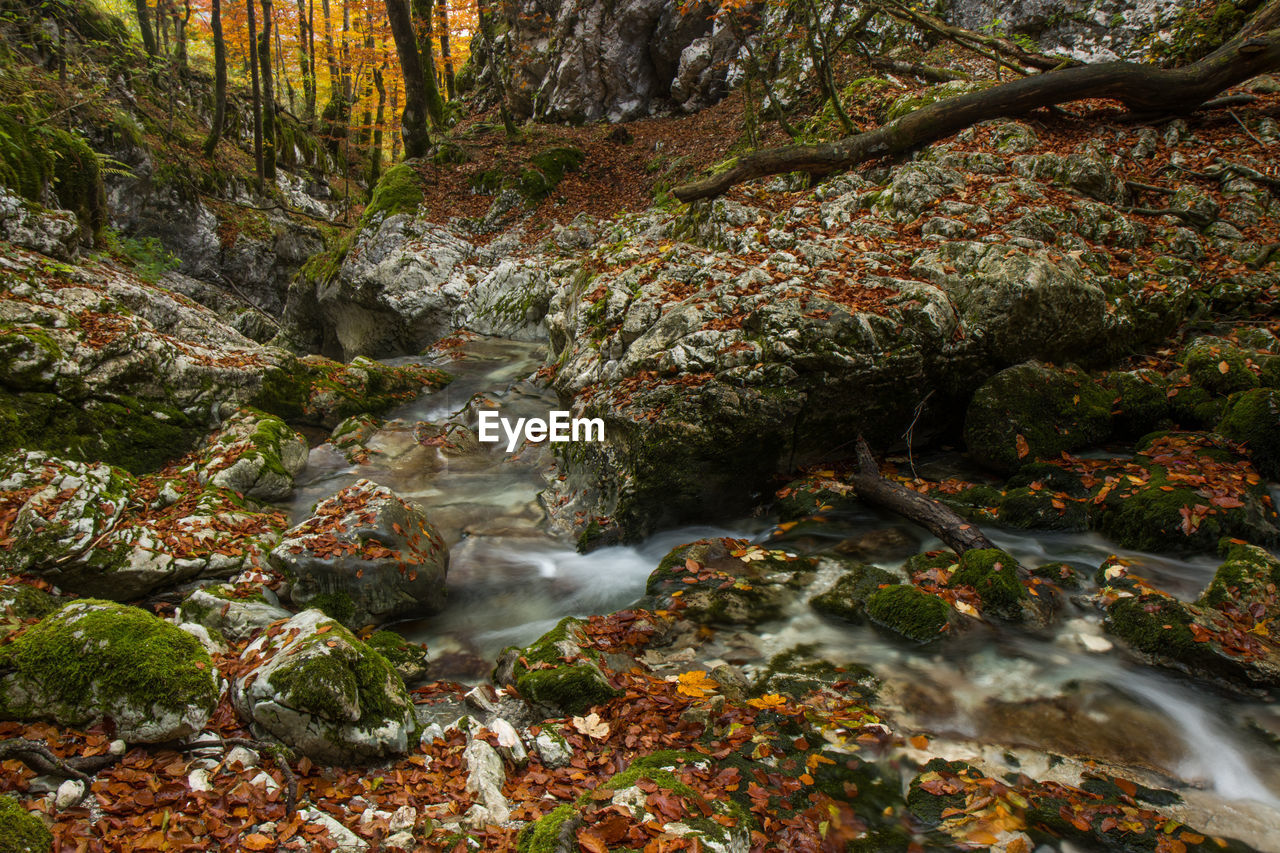 Mostnica gorge in autumn in triglav national park in slovenia
