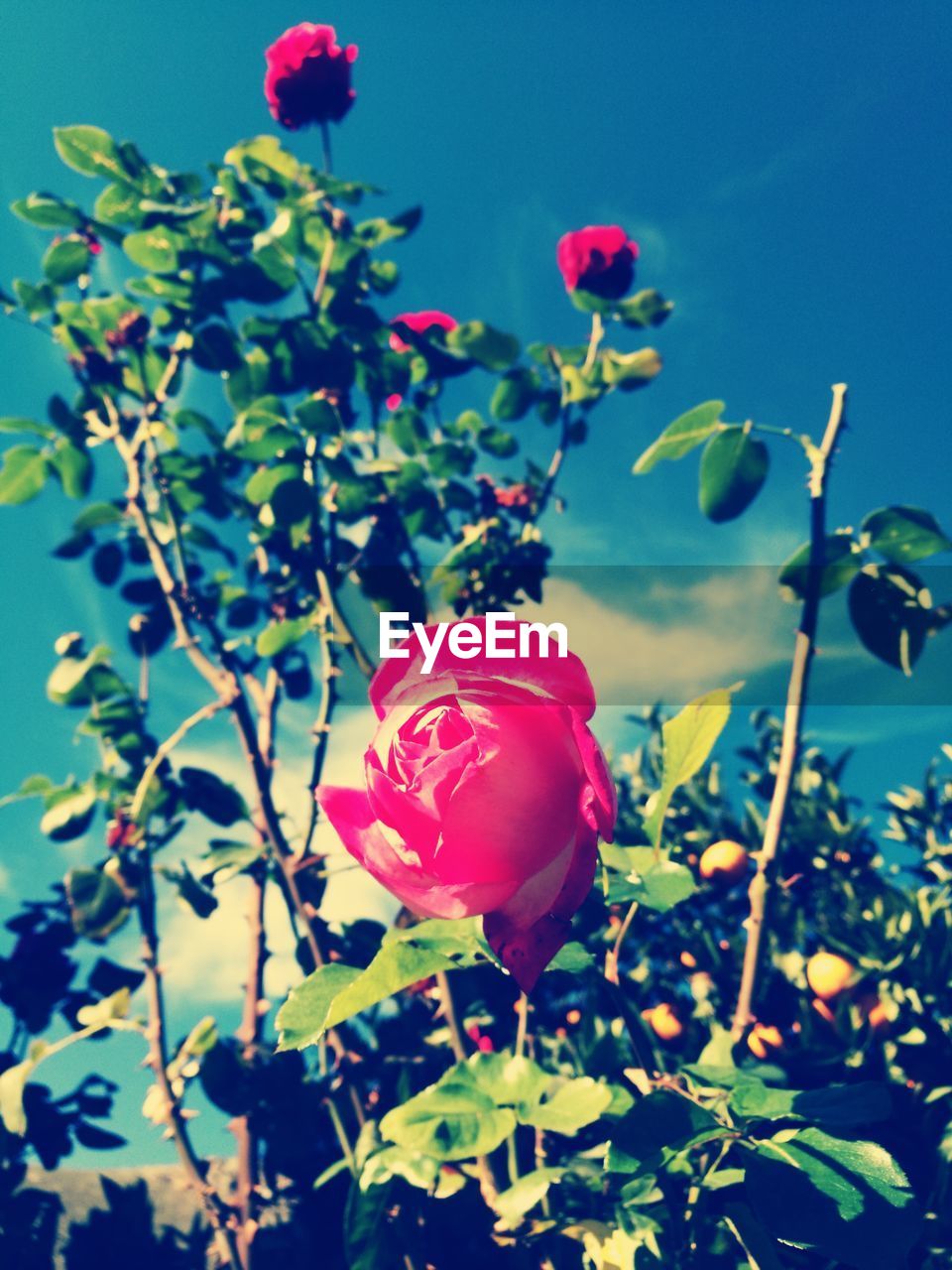 CLOSE-UP OF RED ROSE BLOOMING OUTDOORS