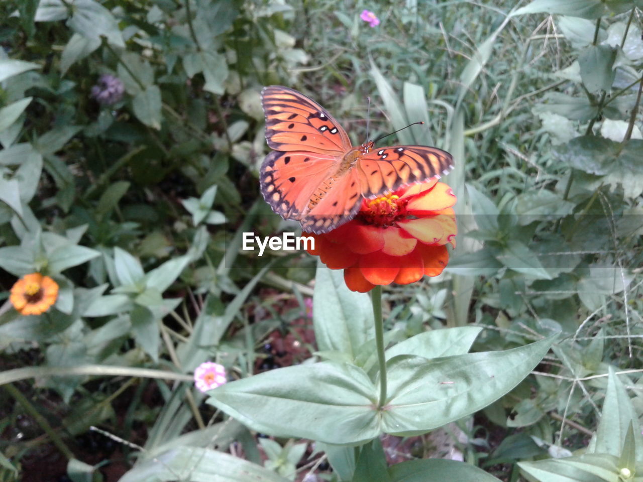 HIGH ANGLE VIEW OF BUTTERFLY POLLINATING ON FLOWER