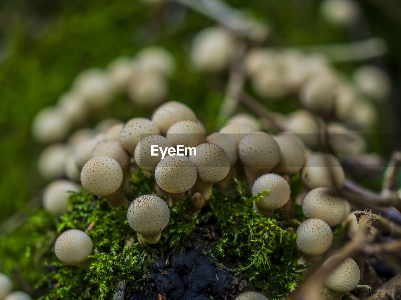 Close-up of mushrooms growing on plant