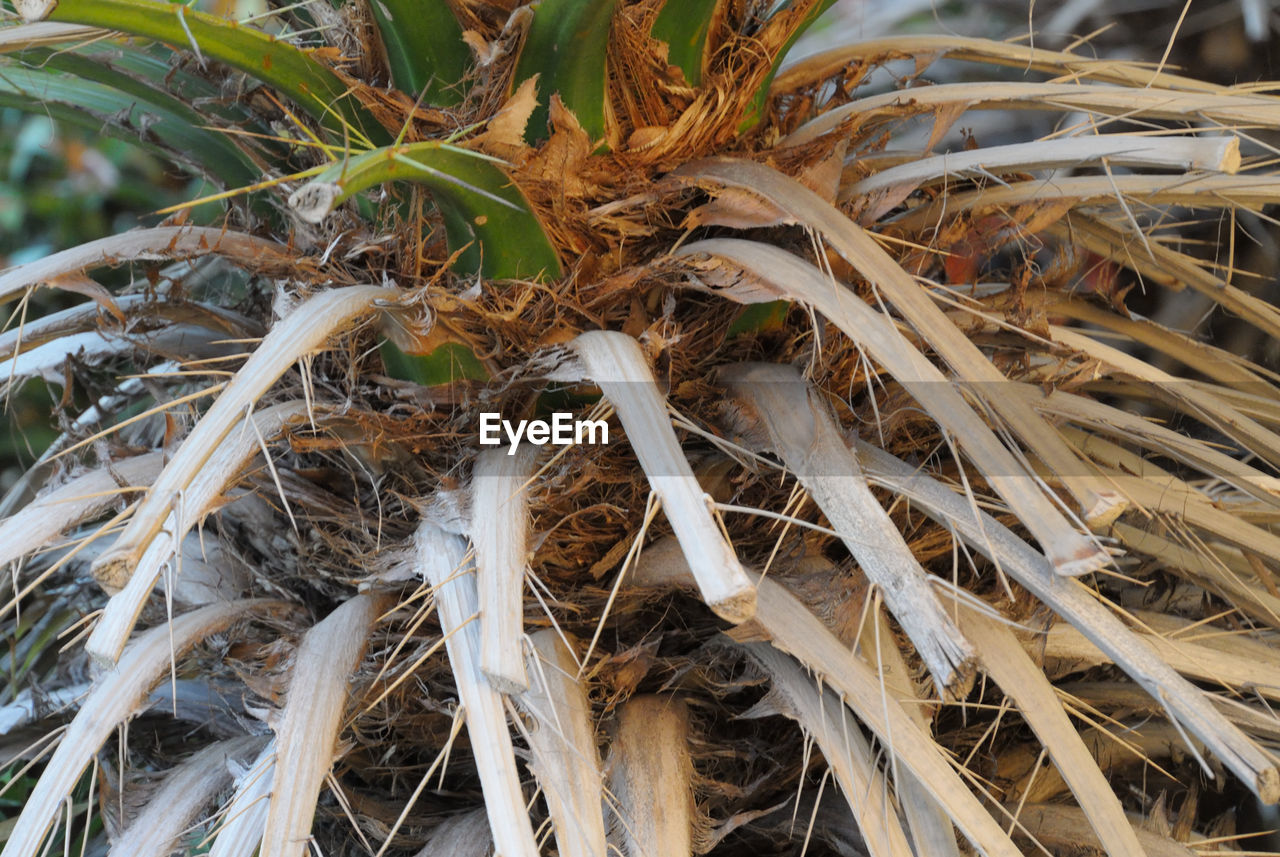 CLOSE-UP OF PLANTS