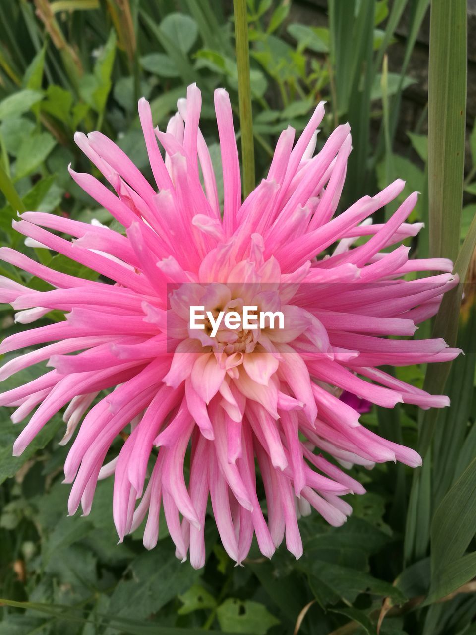 CLOSE-UP OF FLOWER BLOOMING