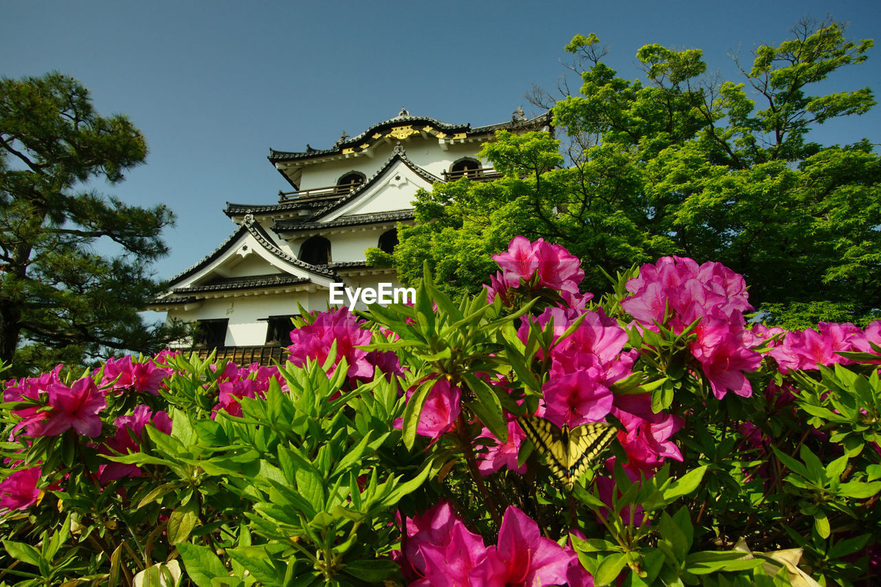 The castle tower of hikone-jo castle at early summer - hikone, shiga, 2022, apr.