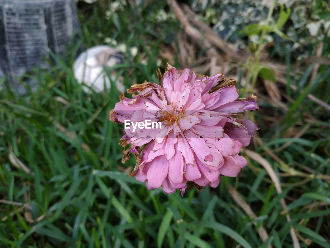 CLOSE-UP OF PINK FLOWER ON FIELD