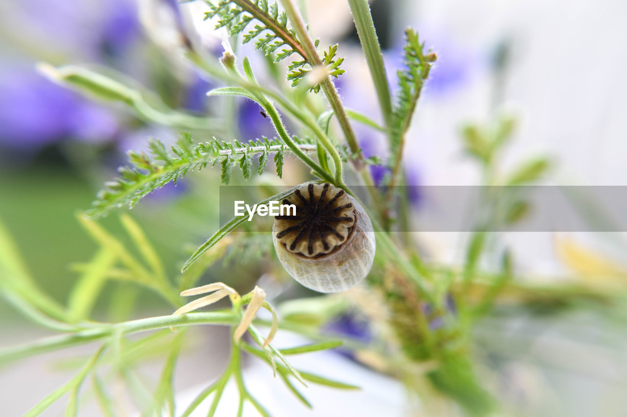 Close-up of flower against blurred background