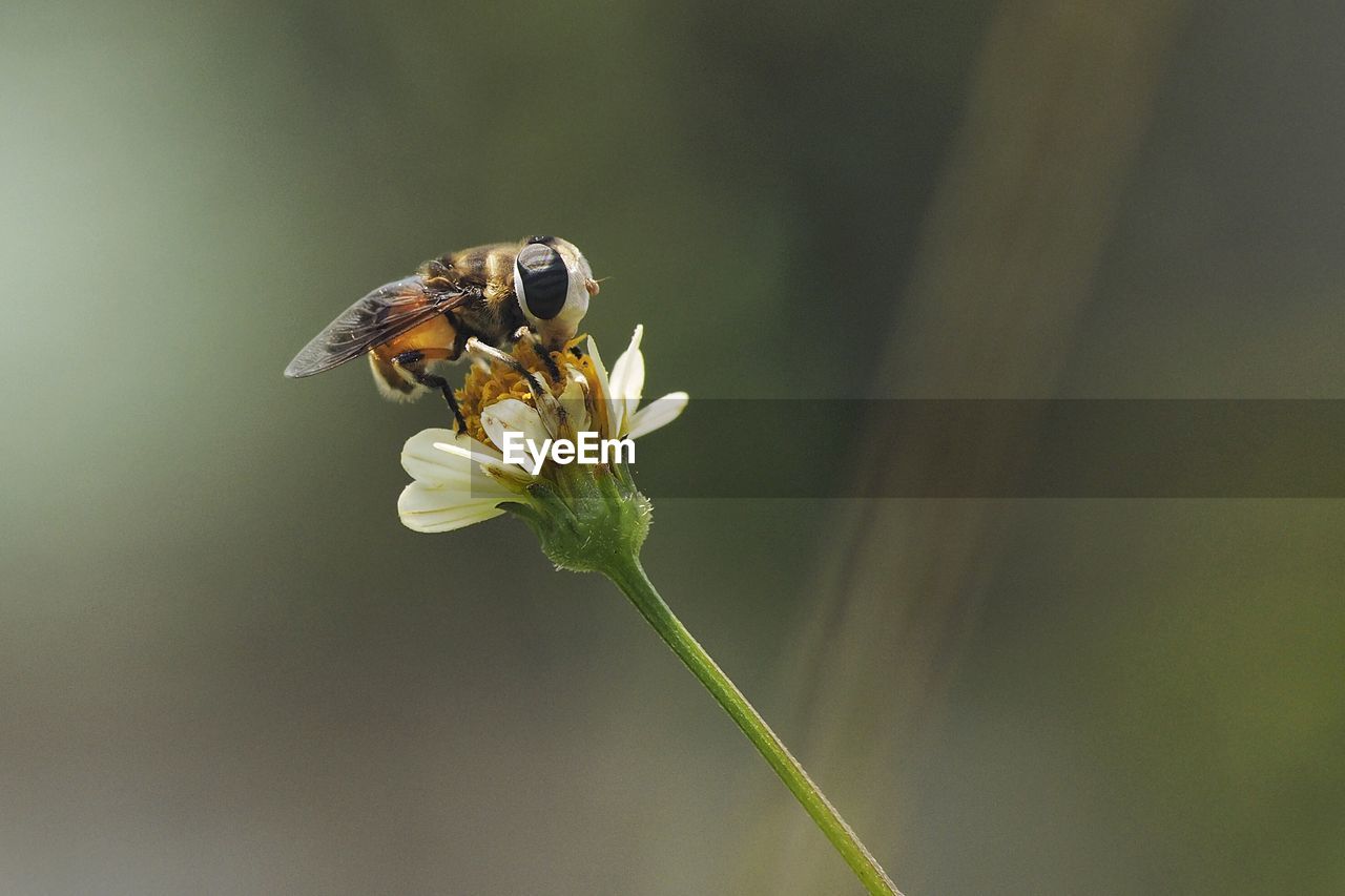 Close-up of insect pollinating on flower