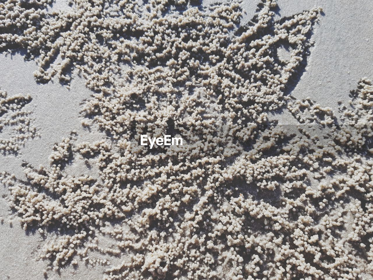 HIGH ANGLE VIEW OF TREE ON BEACH