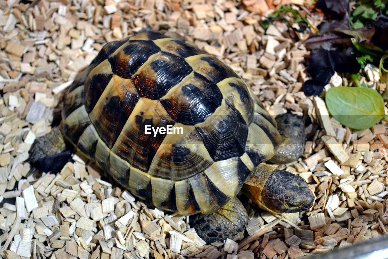 CLOSE-UP OF TORTOISE ON STONE