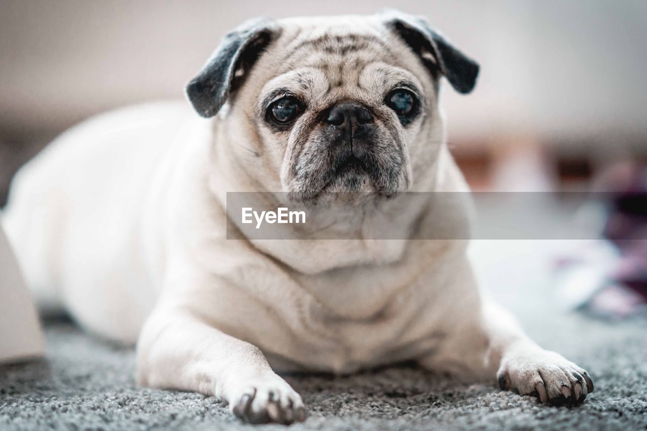 PORTRAIT OF DOG SITTING ON FLOOR