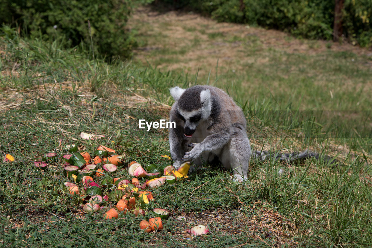 LION EATING FRUIT ON PLANT