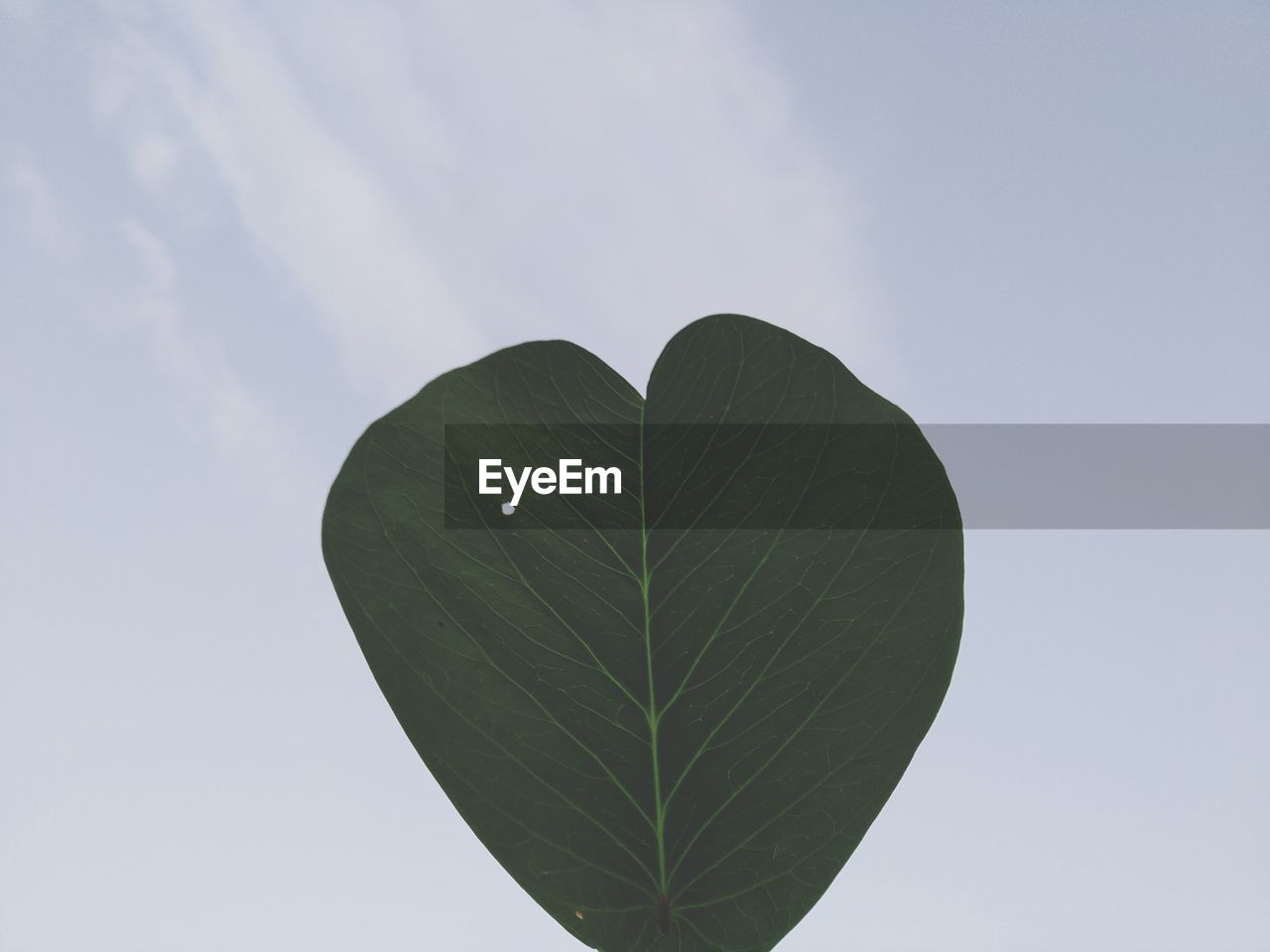 Low angle view of fresh green plant against sky