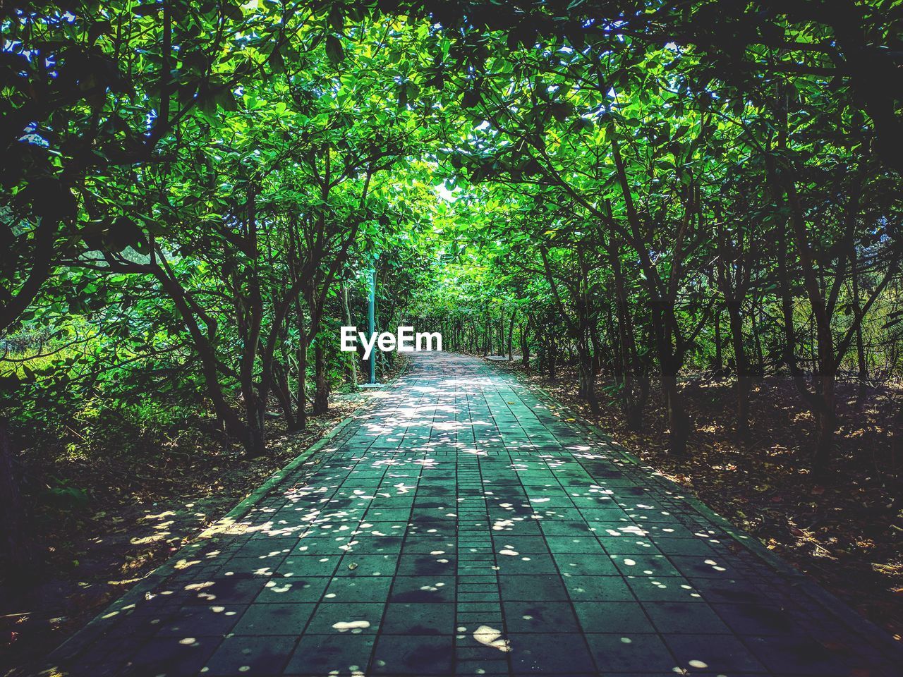 FOOTPATH IN FOREST