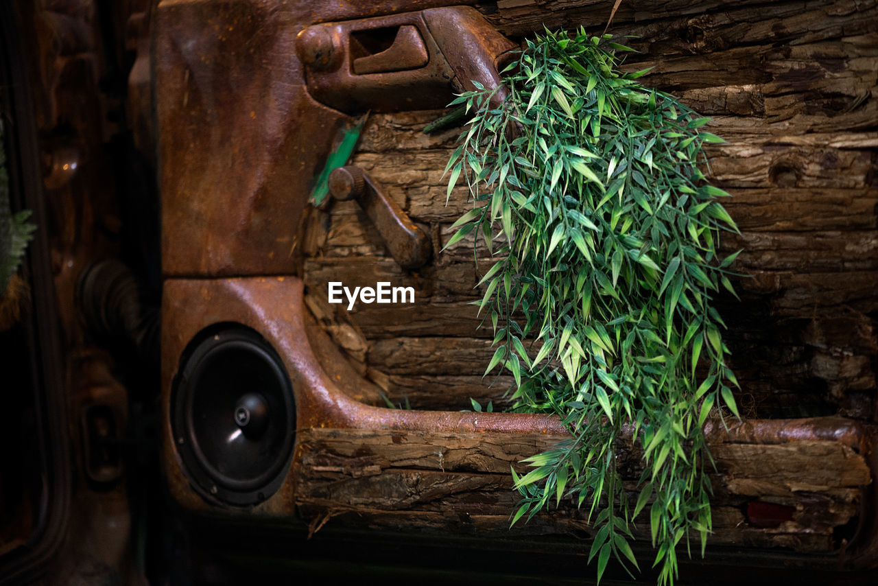 Close-up of leaves on wooden car door