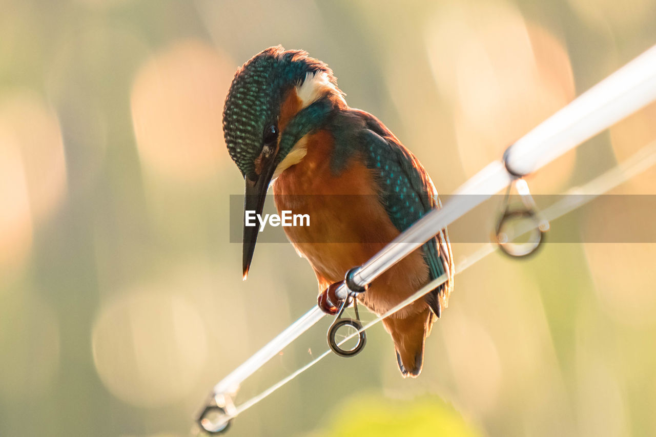 CLOSE-UP OF A BIRD PERCHING ON A FEEDER