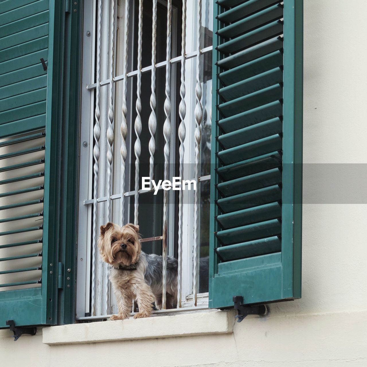 View of dog looking through window