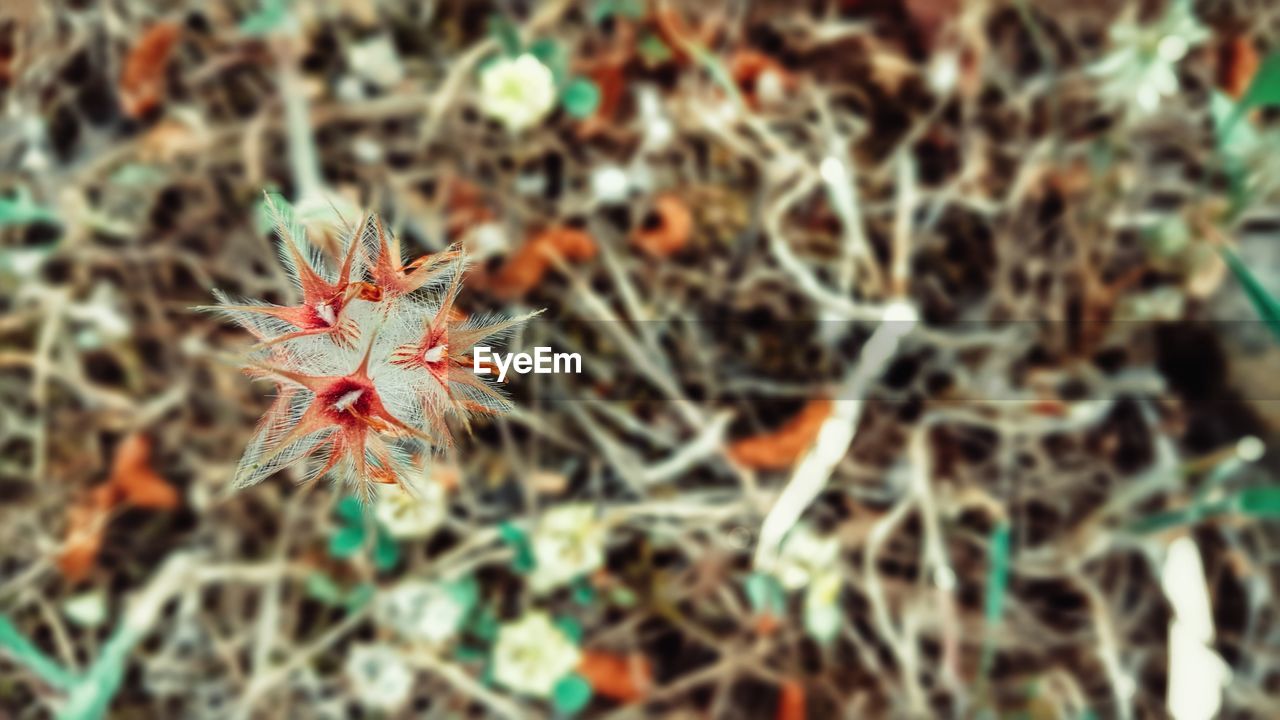 CLOSE-UP OF PLANT IN FIELD