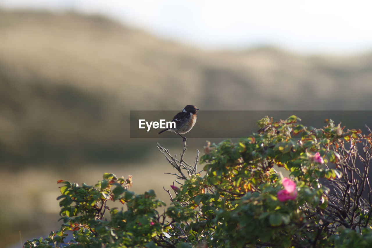View of bird perching on flower