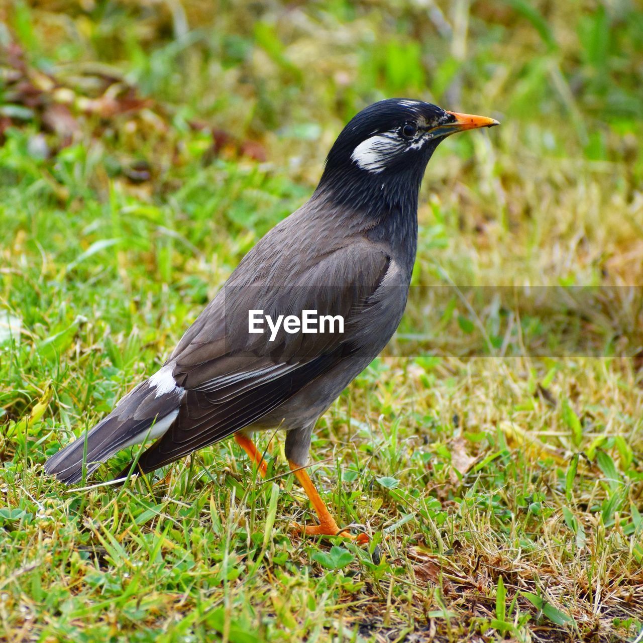 Close-up of bird perching on grass