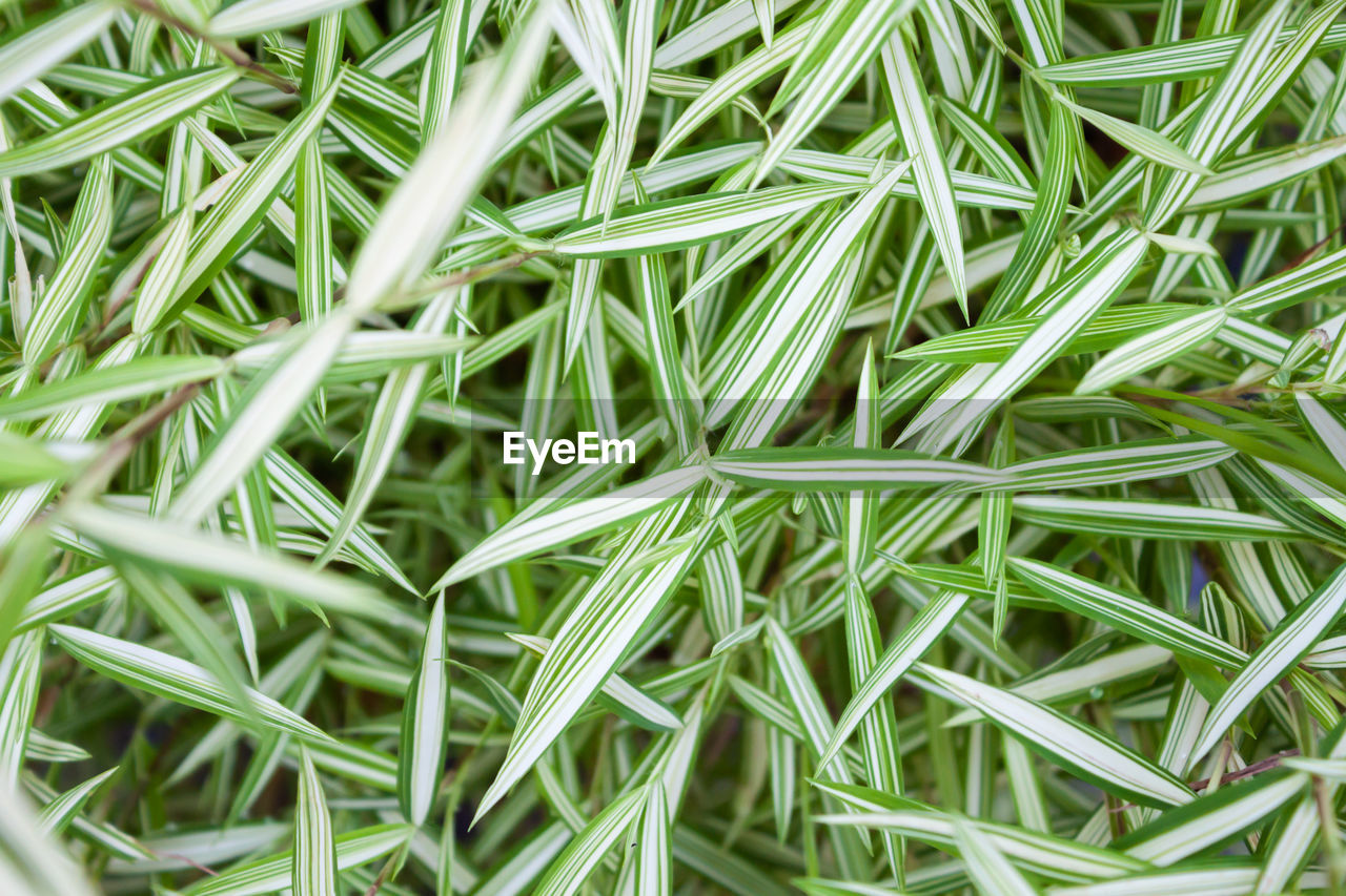 Full frame shot of fresh green plant