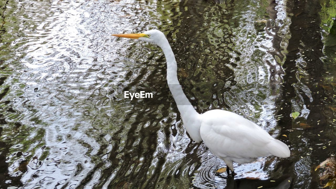 HIGH ANGLE VIEW OF BIRD IN LAKE