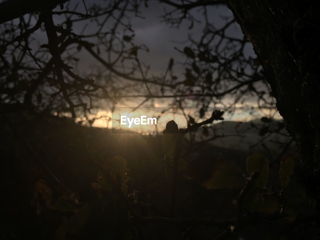 Tree branches against sky during sunset