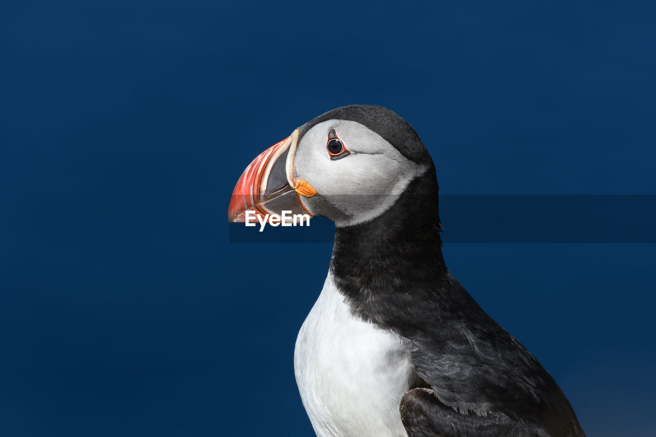 Close-up of puffin against blue sky