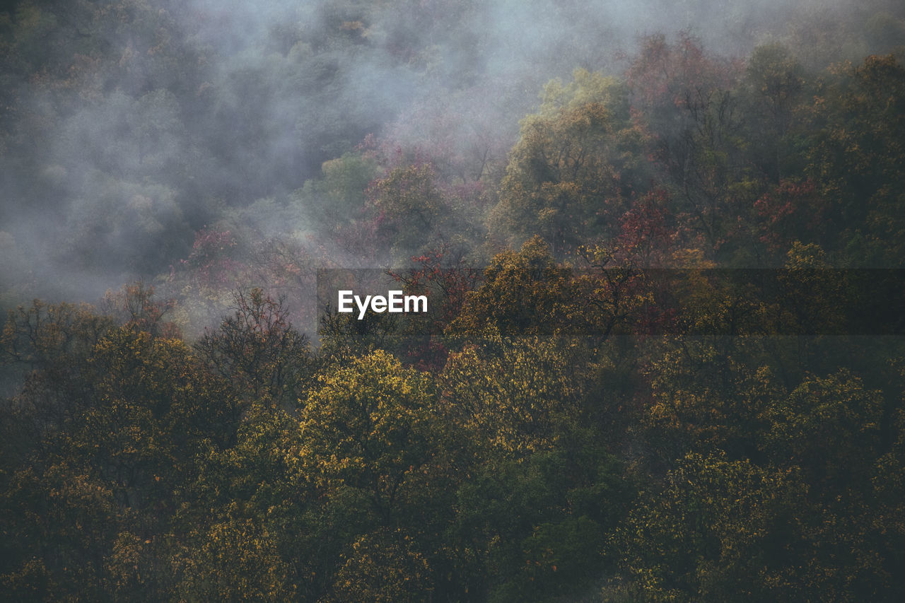 High angle view of trees in forest during autumn