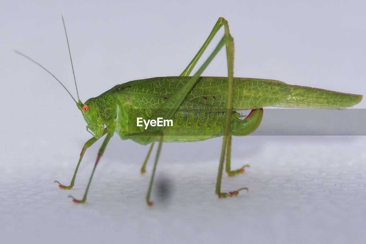 Close-up of grasshopper against white background